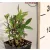 Fűszerbabér Laurus nobilis Global P9