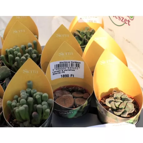 Kavicsnövény változatok Lithops 4 varieties (Sierra) P5