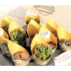 Kavicsnövény változatok Lithops 4 varieties (Sierra) P5