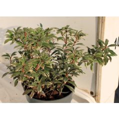 Babérhanga Pieris japonica Little Heath P9