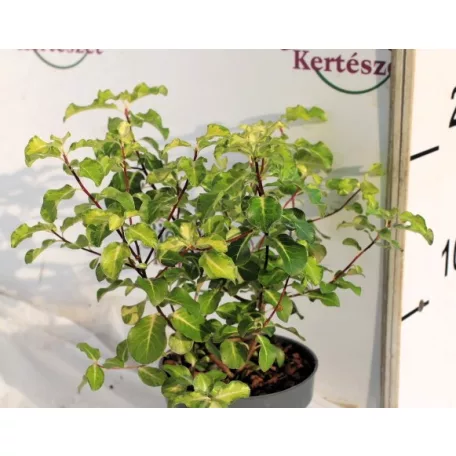 Kínai enyvesmag Pittosporum ten. Gold Star P9