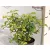 Kínai enyvesmag Pittosporum ten. Gold Star P9