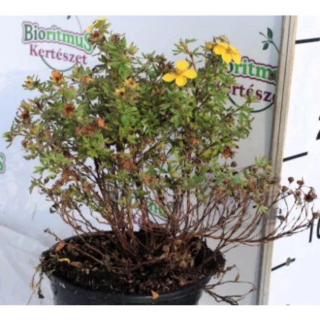 Cserjés pimpó Potentilla fruticosa Kobold P14