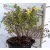 Cserjés pimpó Potentilla fruticosa Kobold P14