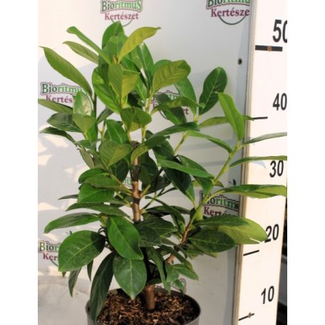 Novita babérmeggy Prunus laur. Novita P17