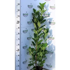 Babérmeggy Prunus laurocerasus Rotundifolia P19