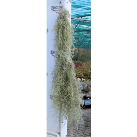 Szakállbromélia dísz Tillandsia Usneoides superfine 40 cm