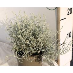 Párnacserje Calocephalus brownii 12 cm cserép