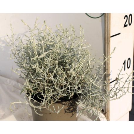 Párnacserje Calocephalus brownii 12 cm cserép