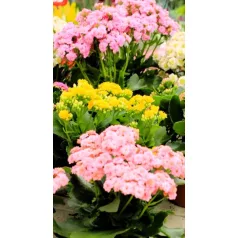 Korallvirág Kalanchoe calandiva mix 15 cm cserép