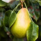 Diel vajkörte szabadgyökerű gyümölcsfa