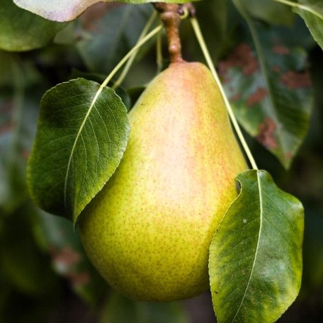 Diel vajkörte szabadgyökerű gyümölcsfa
