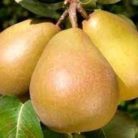 Hardy vajkörte szabadgyökerű gyümölcsfa