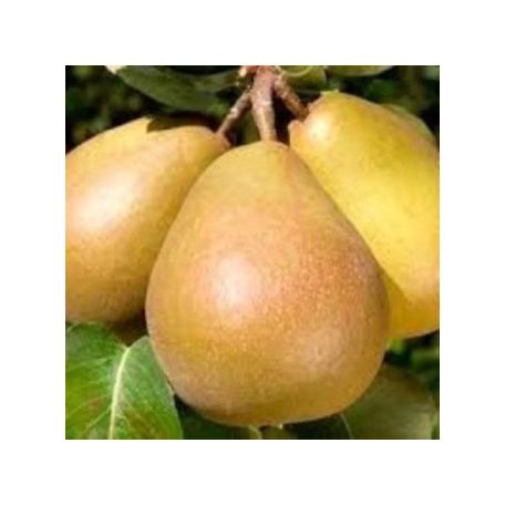 Hardy vajkörte szabadgyökerű gyümölcsfa