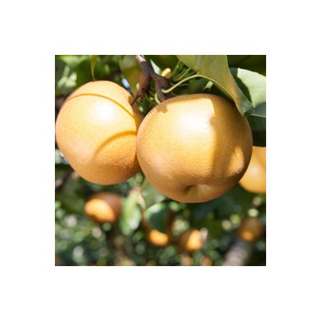 Nijisseiki (nashi) körte szabadgyökerű gyümölcsfa