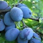 Elena szilva szabadgyökerű gyümölcsfa