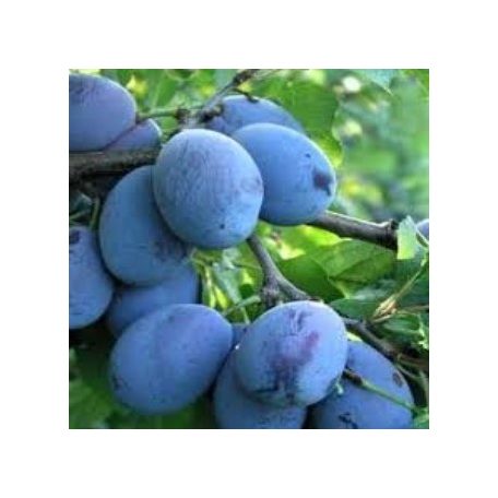 Elena szilva szabadgyökerű gyümölcsfa