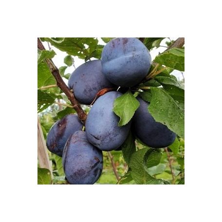 Joganta szilva szabadgyökerű gyümölcsfa