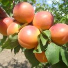 Kuresia kajszi szabadgyökerű gyümölcsfa