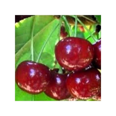 Erika meggy szabadgyökerű gyümölcsfa