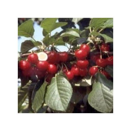 Piramis meggy szabadgyökerű gyümölcsfa