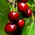 Alex cseresznye szabadgyökerű gyümölcsfa