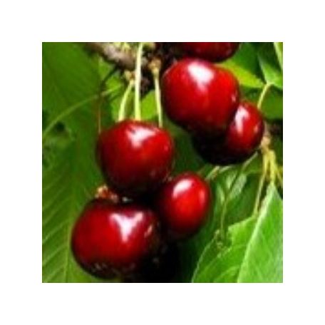 Alex cseresznye szabadgyökerű gyümölcsfa