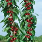 Sylvia oszlopos cseresznye szabadgyökerű gyümölcsfa