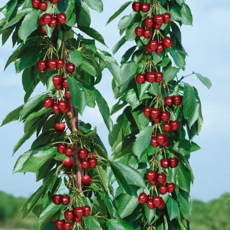 Sylvia oszlopos cseresznye szabadgyökerű gyümölcsfa