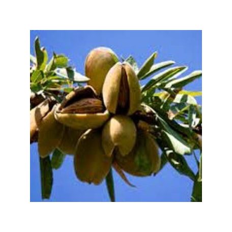 Tétényi bőtermő mandula szabadgyökerű gyümölcsfa