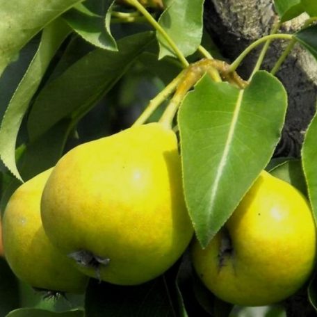 Árpával érő körte szabadgyökerű gyümölcsfa