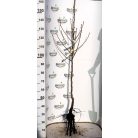 Árpával érő körte szabadgyökerű gyümölcsfa