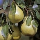 Téli Esperes körte szabadgyökerű gyümölcsfa