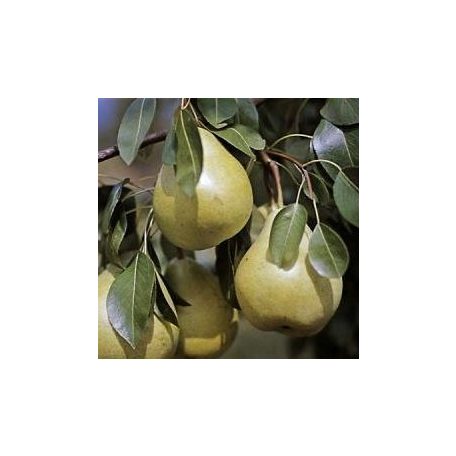 Téli Esperes körte szabadgyökerű gyümölcsfa