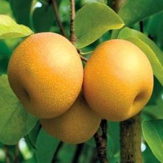 Hosui körte szabadgyökerű gyümölcsfa