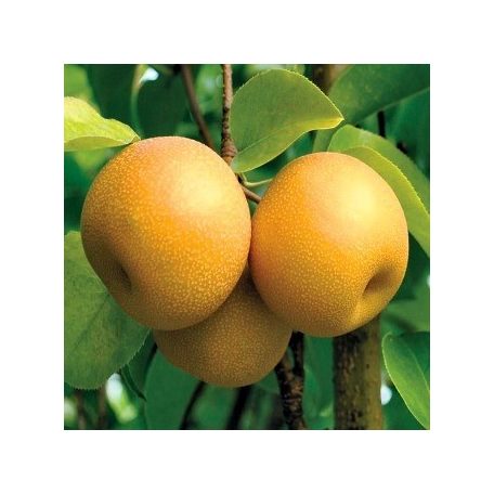 Hosui körte szabadgyökerű gyümölcsfa