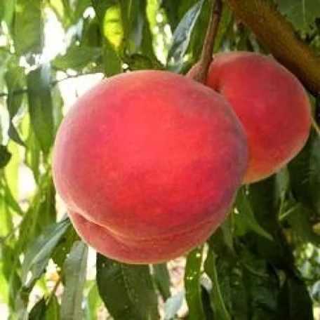 Meystar őszibarack szabadgyökerű gyümölcsfa