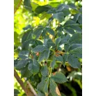 Piros virágú vadgesztenye Aesculus carnea Briotii DL 10/12