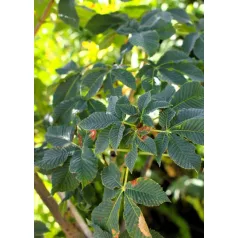 Piros virágú vadgesztenye Aesculus carnea Briotii DL 10/12