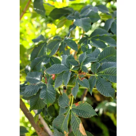 Piros virágú vadgesztenye Aesculus carnea Briotii DL 10/12
