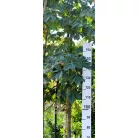 Piros virágú vadgesztenye Aesculus carnea Briotii DL 10/12