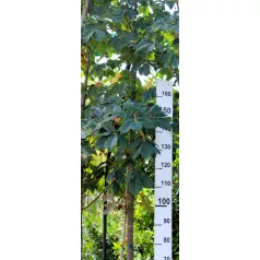 Piros virágú vadgesztenye Aesculus carnea Briotii DL 10/12