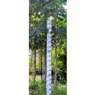 Piros virágú vadgesztenye Aesculus carnea Briotii DL 10/12