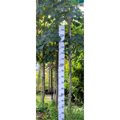 Piros virágú vadgesztenye Aesculus carnea Briotii DL 10/12
