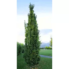   Bíbor, oszlopos hibrid tölgy Quercus bimondorum Crimson Spire fl 200/250