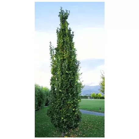Bíbor, oszlopos hibrid tölgy Quercus bimondorum Crimson Spire fl 200/250