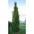 Bíbor, oszlopos hibrid tölgy Quercus bimondorum Crimson Spire fl 200/250