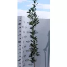 Bíbor, oszlopos hibrid tölgy Quercus bimondorum Crimson Spire fl 200/250