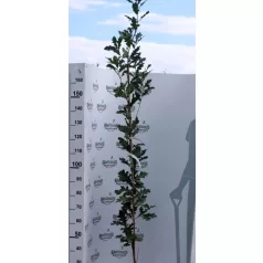   Bíbor, oszlopos hibrid tölgy Quercus bimondorum Crimson Spire fl 200/250