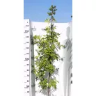 Mocsári tölgy vagy amerikai tölgy QUERCUS PALUSTRIS fl 175/200